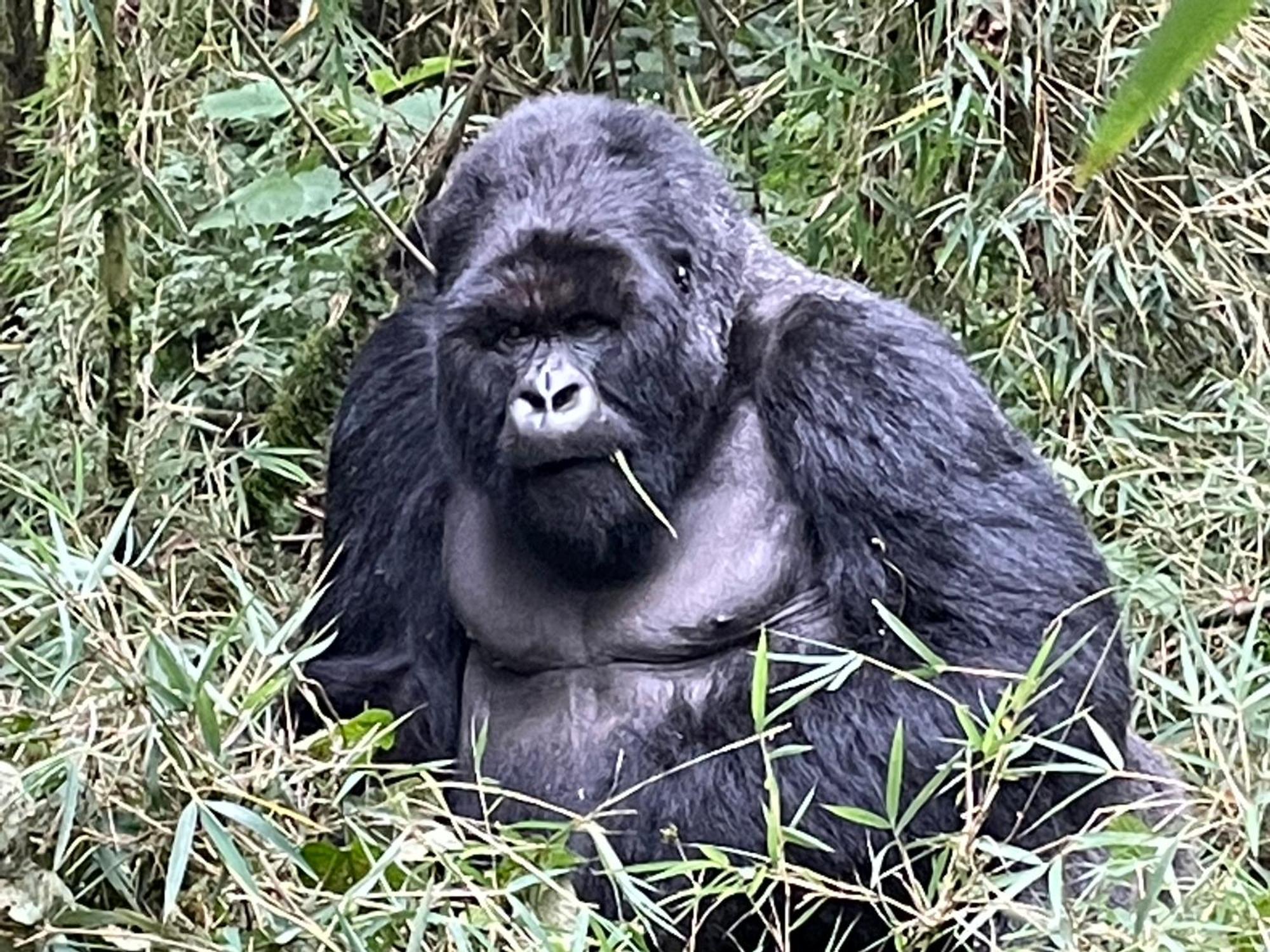Le Bambou Gorilla Lodge Kinigi Luaran gambar